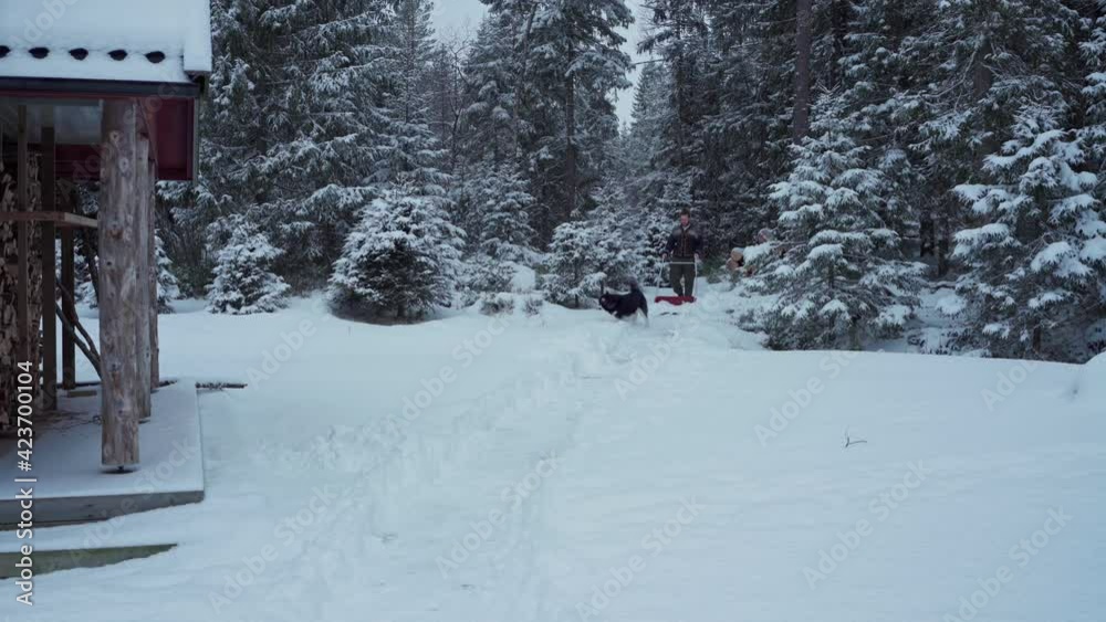 Person With His Alaskan Malamute Pet Dog, Snow Shoveling With Dense Forest At Background In Trondheim, Norway. - Wide Shot Person With His Alaskan Malamute Pet Dog, Snow Shoveling With Dense Forest At Background In Trondheim, Norway. - Wide Shot