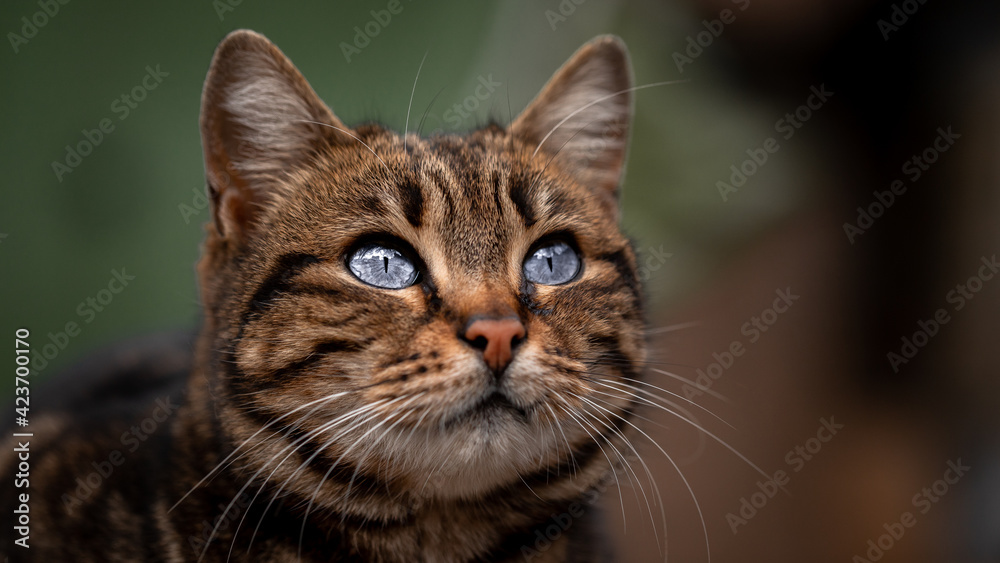 beautiful cat portrait. close-up animal