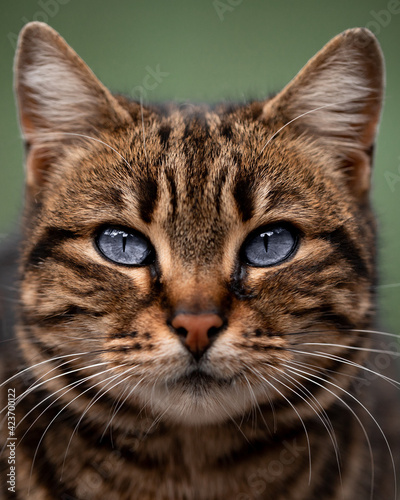 beautiful cat portrait. close-up animal © Yaroslav