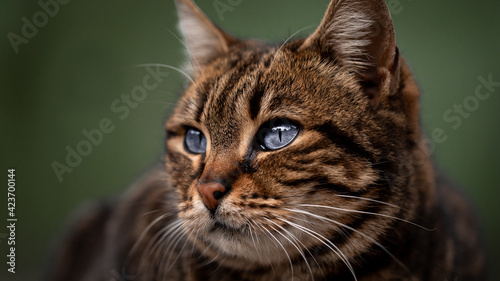 beautiful cat portrait. close-up animal
