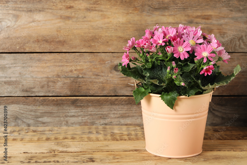 Beautiful pink cineraria flowers in plant pot on wooden table. Space for text