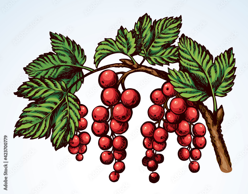 Obraz premium Currants on branch. Vector drawing