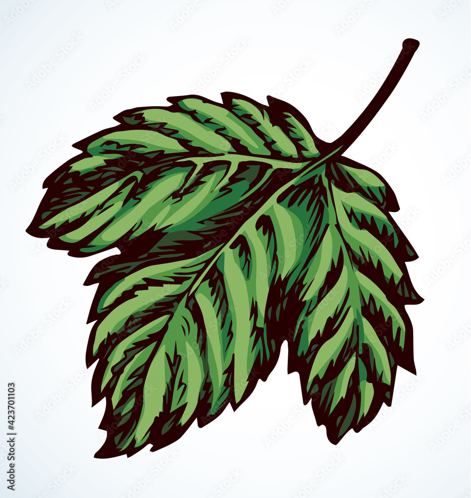 Obraz Large vine leaf. Vector drawing