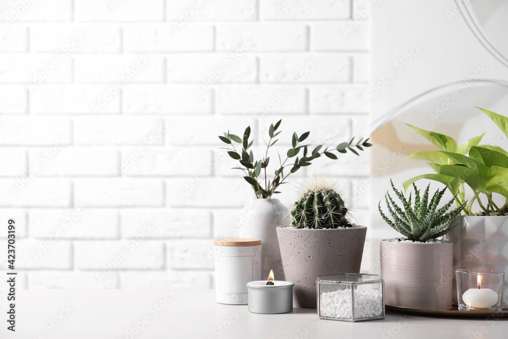 Beautiful Scindapsus, Aloe and Cactus in pots with decor on grey table against white brick wall, space for text. Different house plants Beautiful Scindapsus, Aloe and Cactus in pots with decor on grey table against white brick wall, space for text. Different house plants