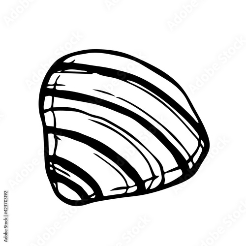 Seashell, ocean nature underwater vector. Hand-drawn marine print