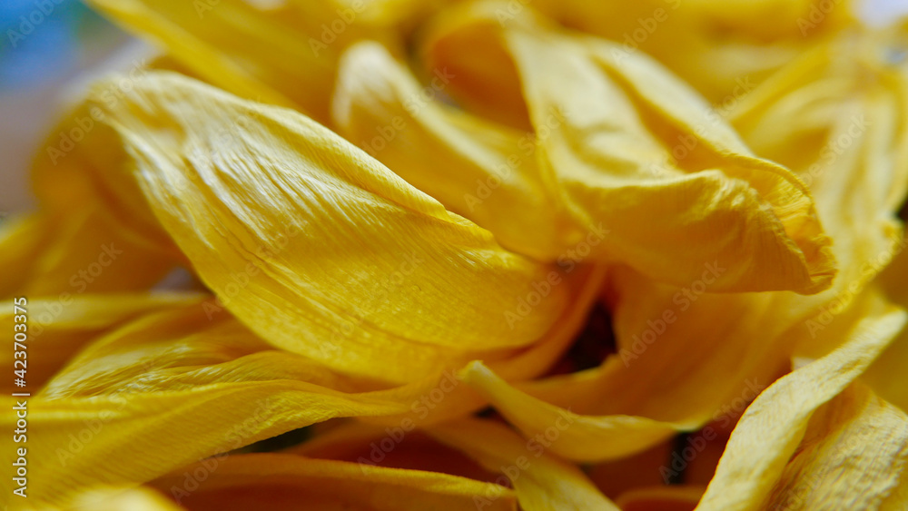 Yellow withered tulip petals