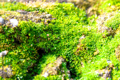 Excellent texture of natural moss.