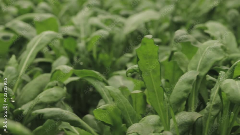 Fresh arugula leaves, close up. Lettuce salad plant, hydroponic vegetable leaves. Organic food ,agriculture and hydroponic conccept Fresh arugula leaves, close up. Lettuce salad plant, hydroponic vegetable leaves. Organic food ,agriculture and hydroponic conccept
