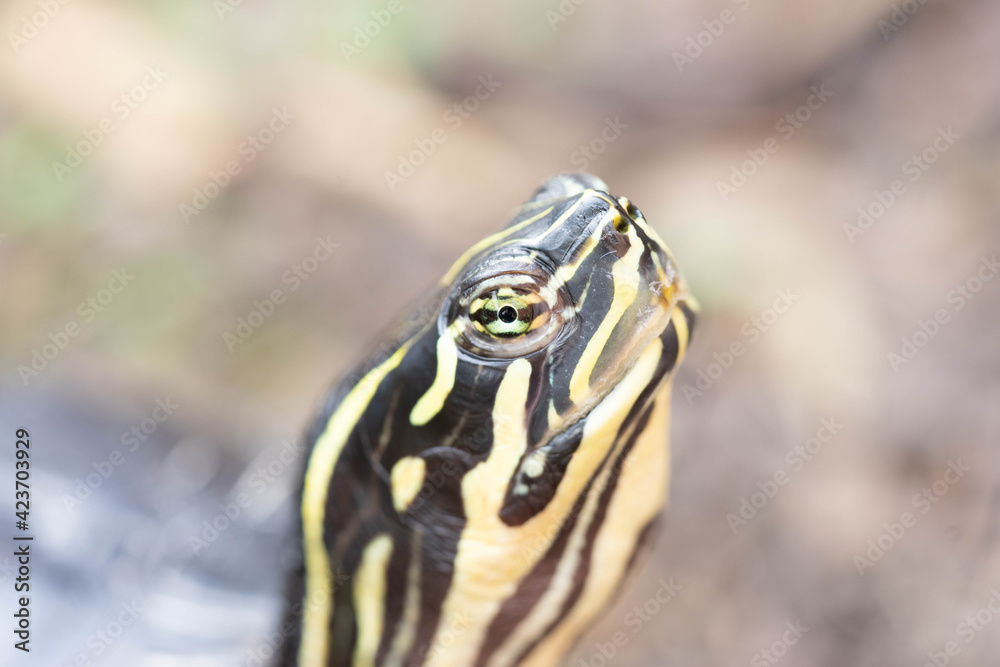 Schildkröte in der Natur