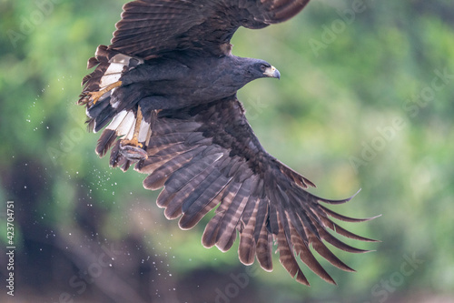 The Great black hawk (Buteogallus urubitinga) photo