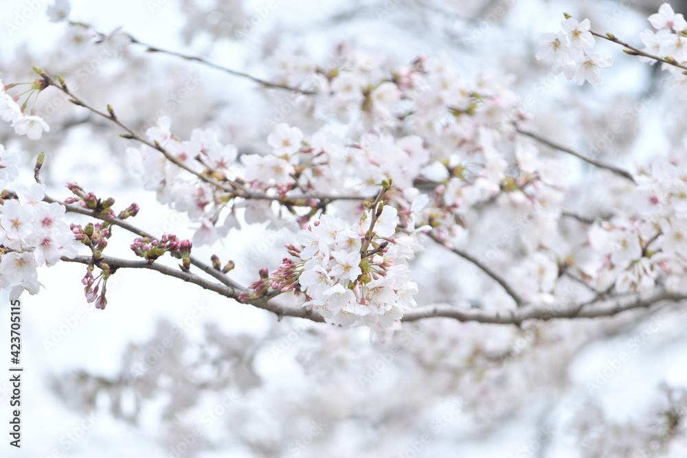 桜の花　ソメイヨシノ
