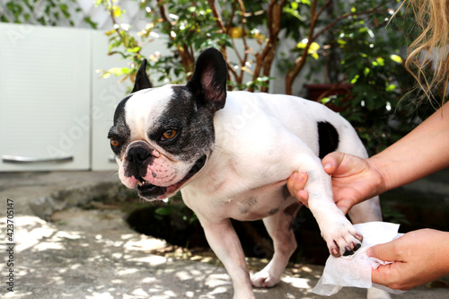 Woman cleaning the paws of the french bulldog puppy after the walk