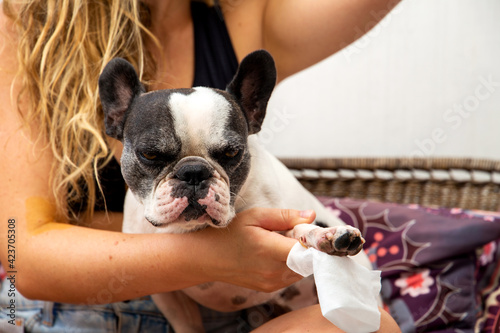 Fototapeta Naklejka Na Ścianę i Meble -  Woman cleaning the paws of the french bulldog puppy after the walk