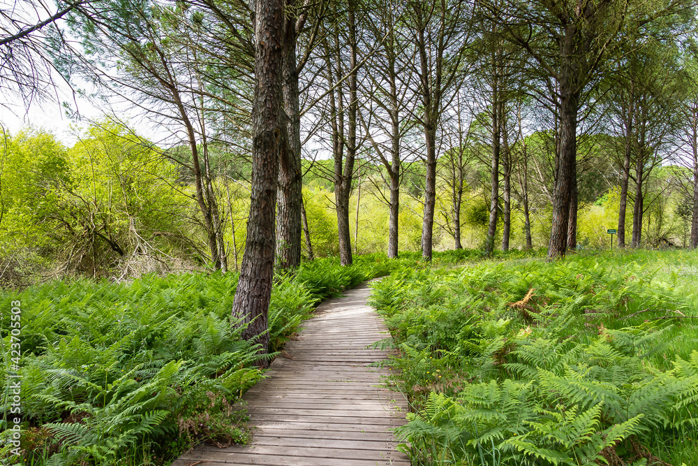 Wooden path in the Mediterranean pine forest for hiking trails Wooden path in the Mediterranean pine forest for hiking trails