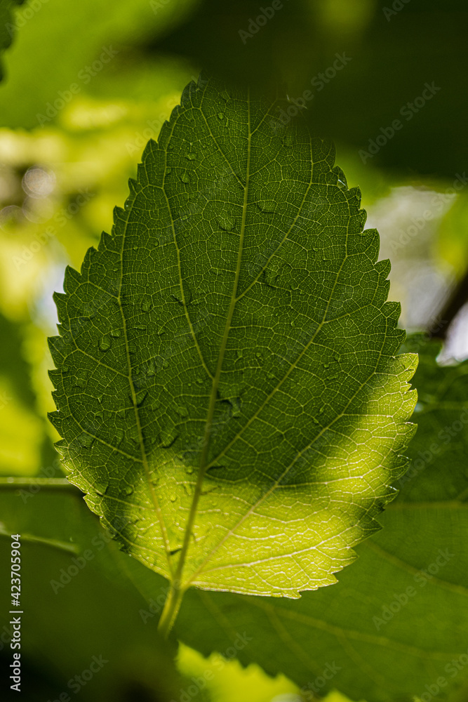Water droplet on green leaf 