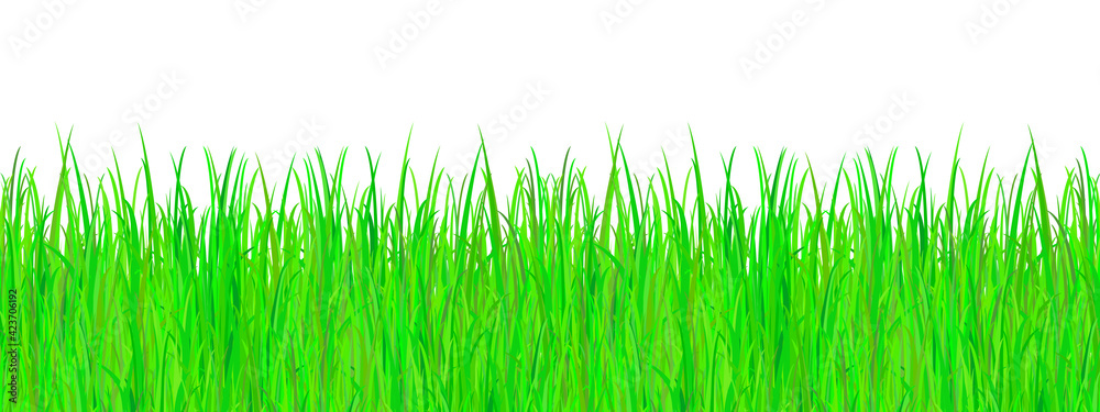 Naklejka Green summer grass on a white background.