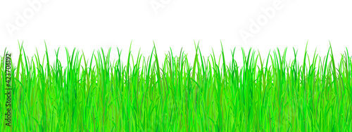 Green summer grass on a white background.