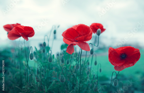 Poppy flowers isolated on gray background