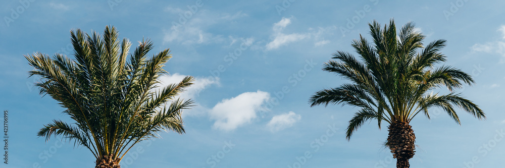 Palm trees, summer background