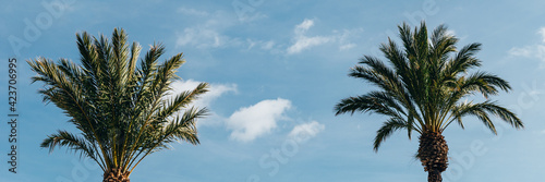 Palm trees  summer background