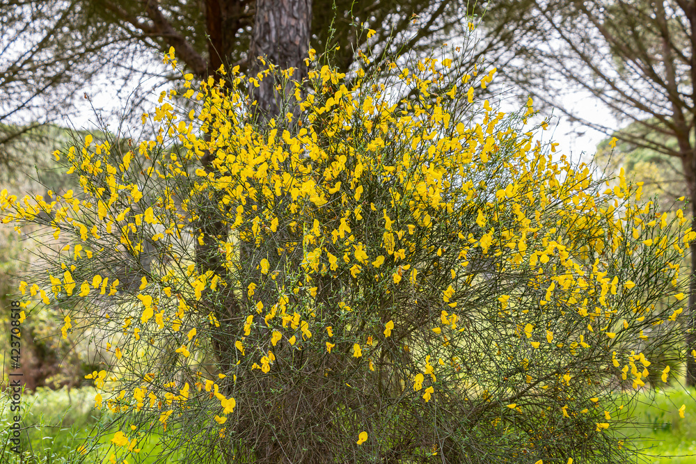 Fototapeta premium Retama sphaerocarpa is a genus of flowering bushes in the legume family, Fabaceae with yellow flowers. It belongs to the broom tribe, Genisteae.