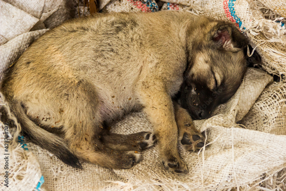 close-up of a small puppy dog sleeping on rough burlap