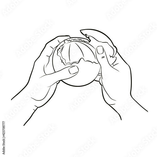 Hands peel an orange by removing the orange peel from the pulp, top view. Vector illustration in sketch style, black and white isolated line art