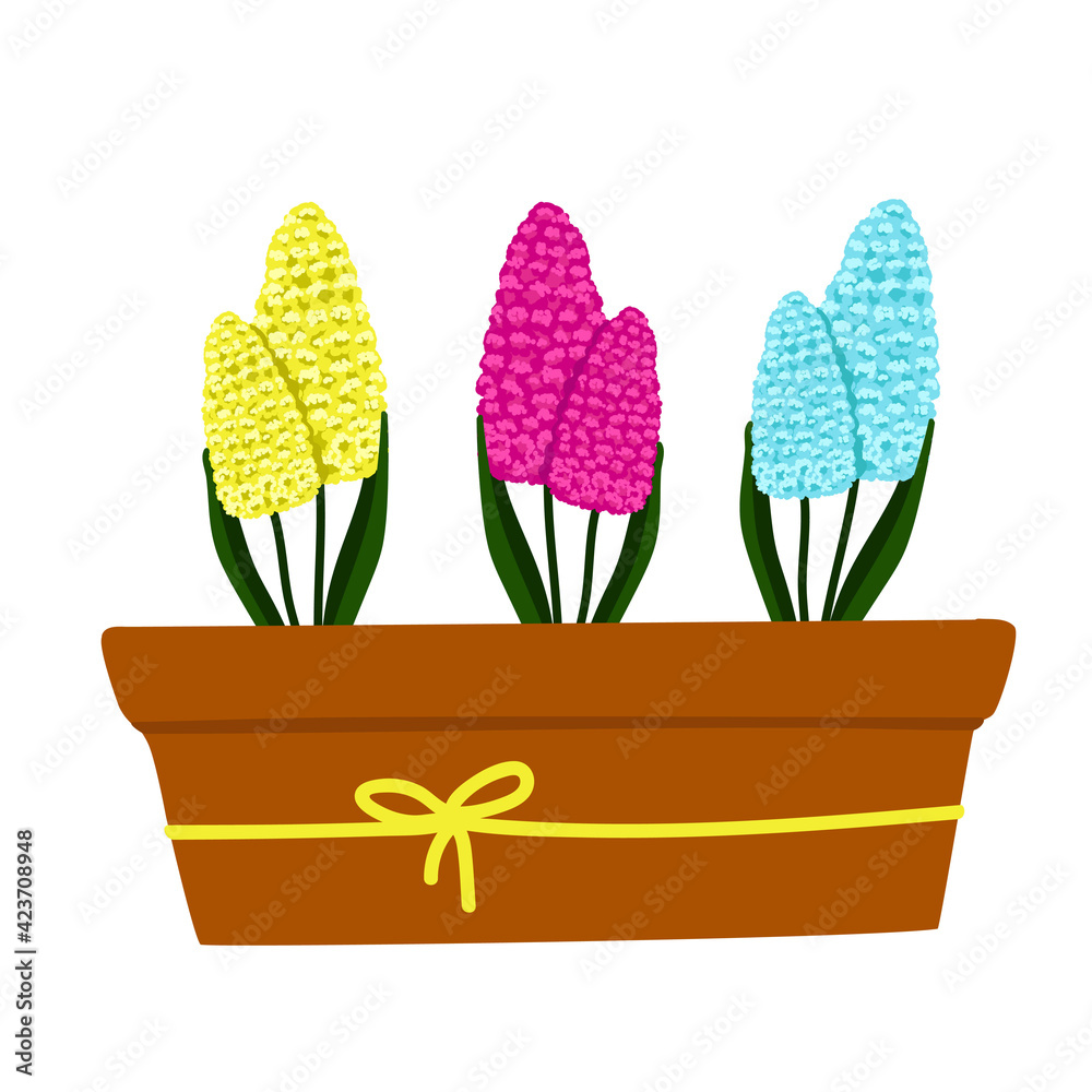 Set of yellow,blue and Purple-pink Hyacinthus in a pot, beautiful spring flowers in a brown pot, a gift for Womens Day, vector illustration in cartoon style, flat, hand draw.