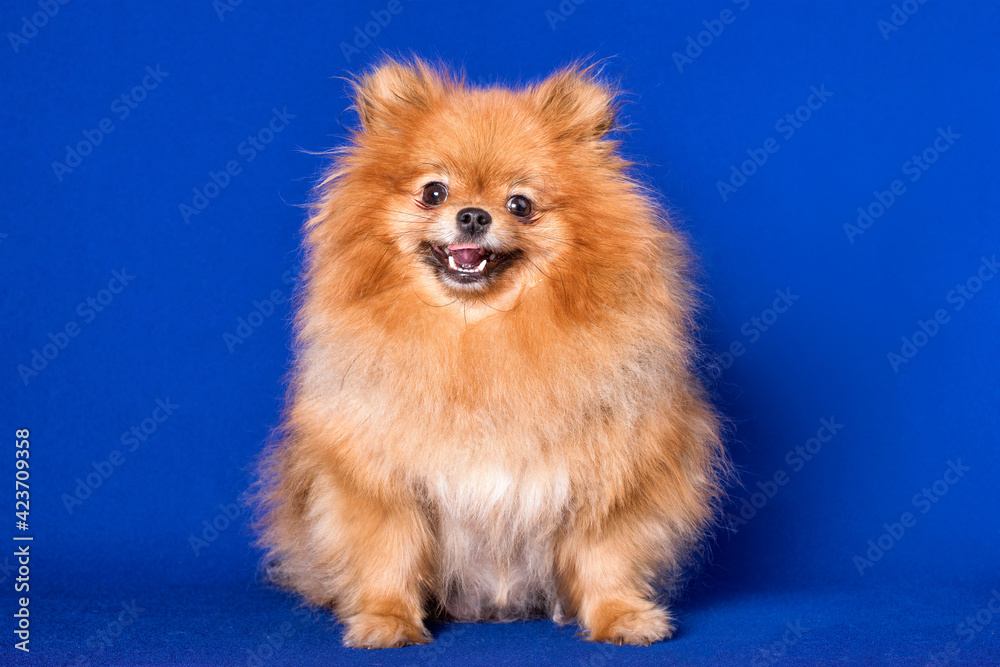Obraz premium A very nice red Pomeranian doggy on blue background in a studio.
