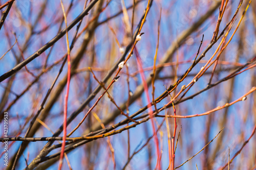 Pussy-willow branches against the blue sky. Spring atmosphere and Easter holiday