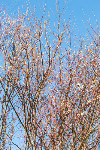 Pussy-willow branches against the blue sky. Spring atmosphere and Easter holiday