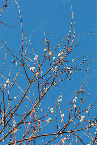 Easter or Spring background with flowering willow branches against blue sky in sunlight