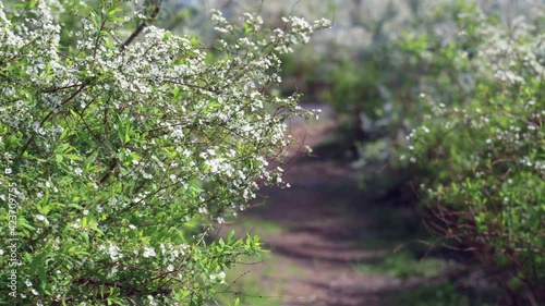 White flowers blooming in spring	