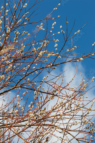 Pussy-willow branches against the blue sky. Spring atmosphere and Easter holiday