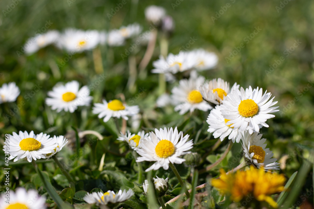 daisies in the grass close up