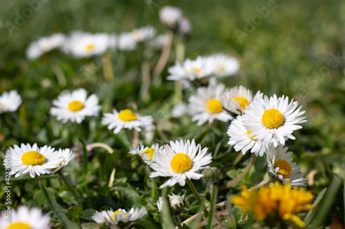 daisies in the grass close up