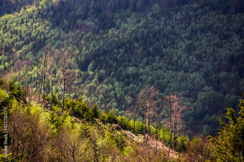 Carpathian landscape of the mountains and forest, national park Skolivski beskidy, Lviv region of Western Ukraine © Petro Teslenko
