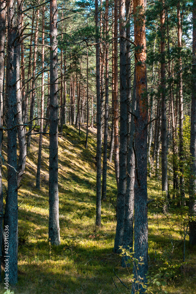 Beautiful pine tree forest with sunshine coming through the trees Beautiful pine tree forest with sunshine coming through the trees