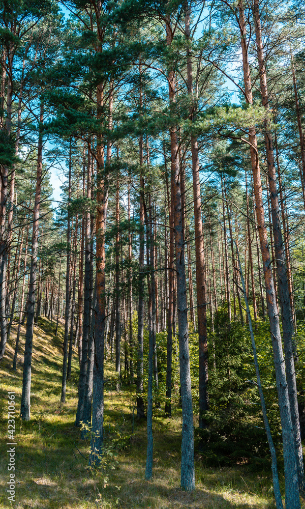 Beautiful pine tree forest with sunshine coming through the trees Beautiful pine tree forest with sunshine coming through the trees