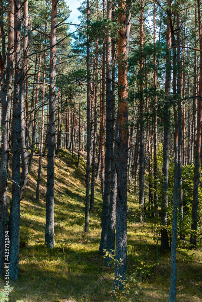 Beautiful pine tree forest with sunshine coming through the trees Beautiful pine tree forest with sunshine coming through the trees