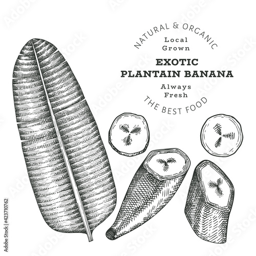 Hand drawn sketch style plantain. Organic fresh food vector illustration isolated on white background. Retro exotic fruit illustration. Engraved style botanical picture.