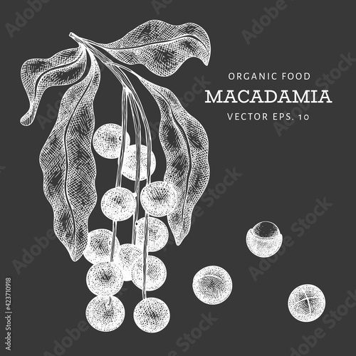 Hand drawn macadamia branch and kernels. Organic food vector illustration on chalk board. Retro nut illustration. Engraved style botanical picture.