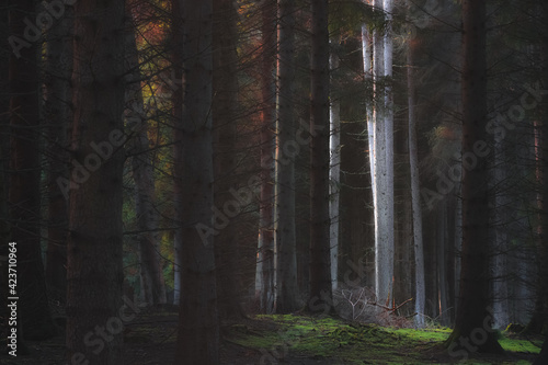 Enchanting dappled light in a moody, atmospheric forest woodland at Kinclaven, Perthshire, Scotland.