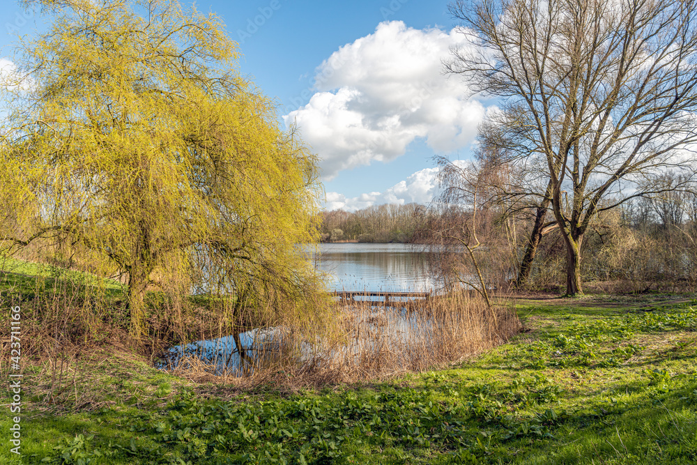 Weeping willow at the edge of the water of a small Dutch lake on a sunny day in the beginning of the spring season. The tree is budding subtly soft green. Weeping willow at the edge of the water of a small Dutch lake on a sunny day in the beginning of the spring season. The tree is budding subtly soft green.
