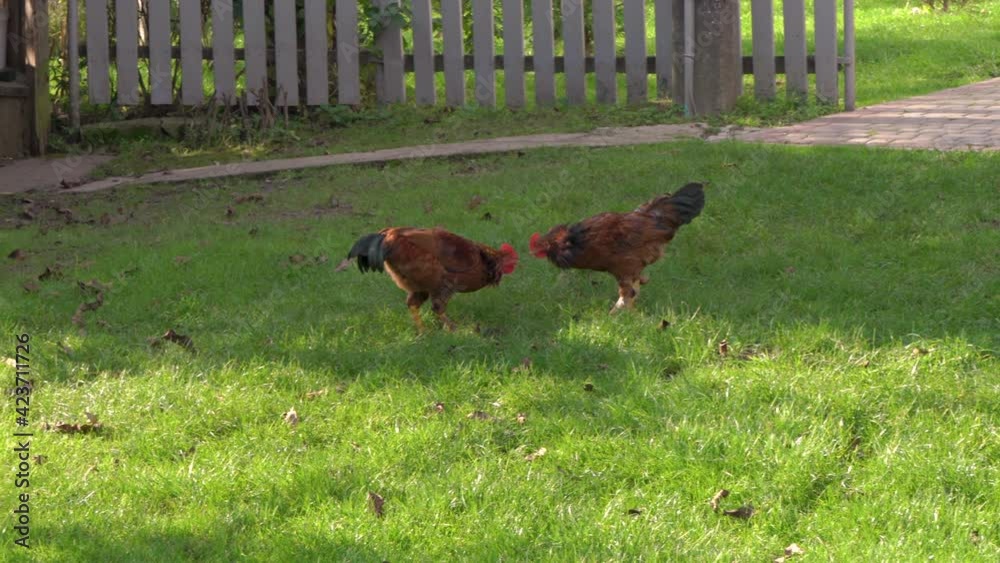 battle of two roosters,fight of young roosters on the grass on the farm battle of two roosters,fight of young roosters on the grass on the farm