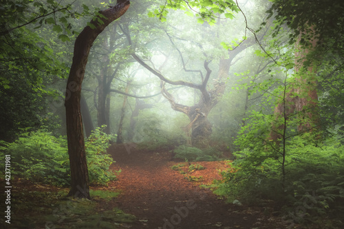 Fototapeta Naklejka Na Ścianę i Meble -  A moody, ethereal lush woodland forest and twisted oak tree in atmospheric misty fog at Ravelston Woods in Edinburgh, Scotland.
