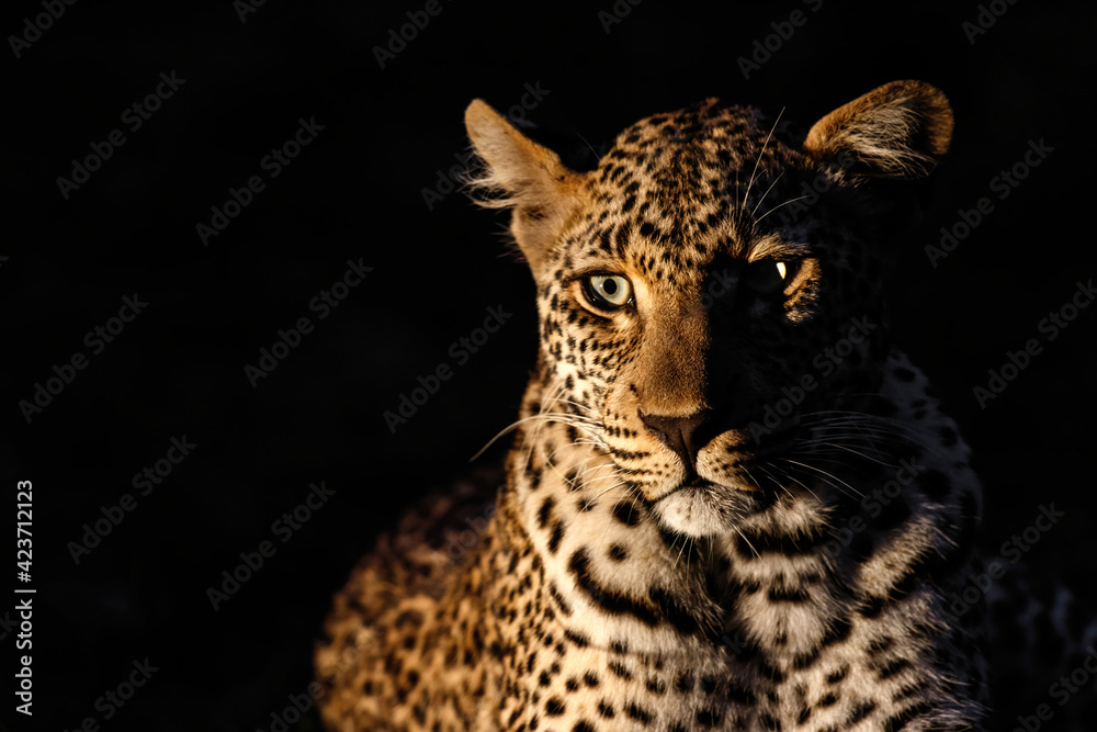 Obraz premium Leopard female resting in the night in Sabi Sands Game Reserve Game Reserve in the Greater Kruger Region in South Africa