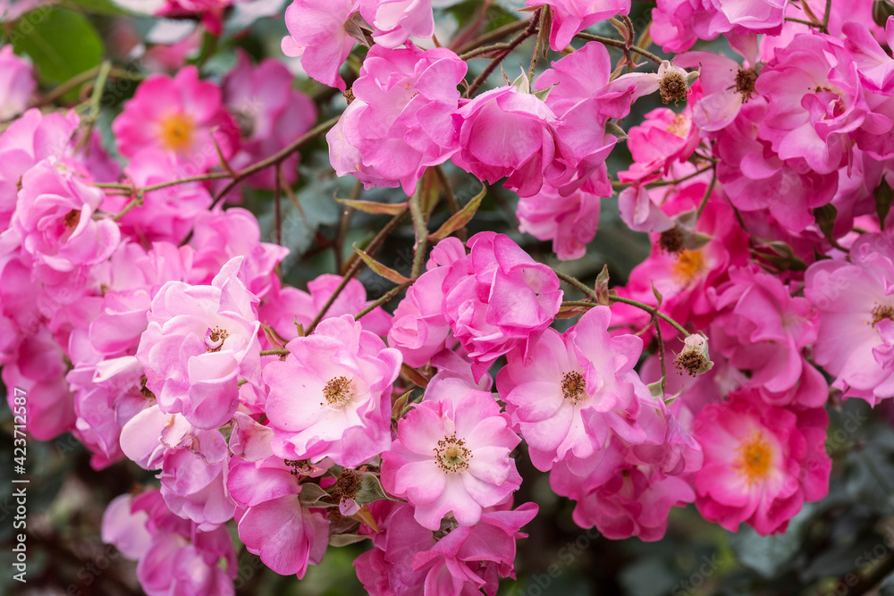 Beautiful blooming decorative pink roses in the park Beautiful blooming decorative pink roses in the park