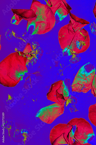 Composition with abstract blue background from red rose petals. Top view.