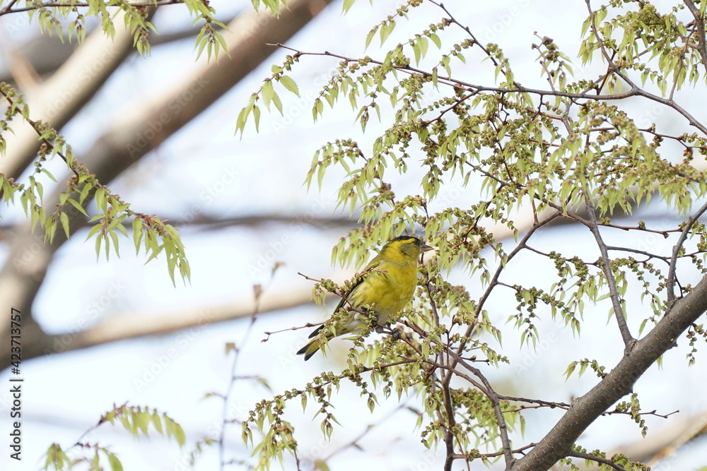 eurasian siskin on the branch eurasian siskin on the branch